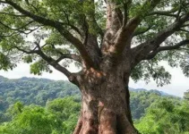 Derrubada de Árvores