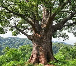 Derrubada de Árvores