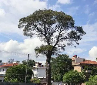 corte de árvores Butantã