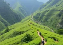 Corredor Verde no Butantã