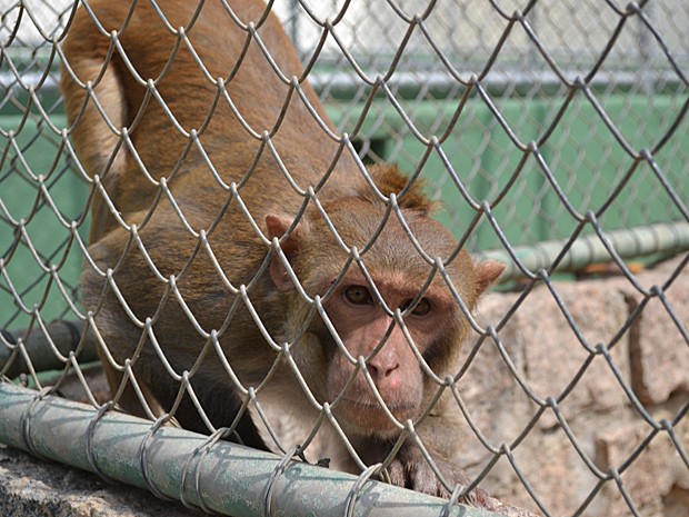 macacos-rhesus