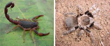 Escorpiões e aranhas são exemplos de animais artrópodes animais-artropodes