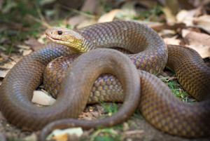 Jamais tente coletar uma serpente sem proteção serpente
