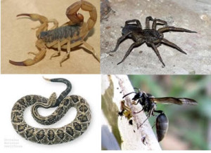 Exemplos de animais que podem ser encaminhados ao Instituto Butantan