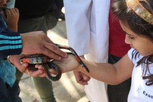 A atividade Mão na Cobra é supervisionada por monitores do Instituto Butantan - Foto: Meio Norte