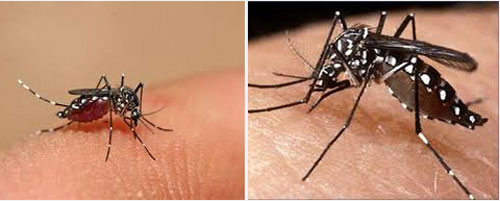 Instituto Butantan envia pedido para iniciar última etapa de estudos da vacina contra a dengue vacina-contra-dengue