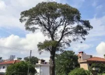 corte de árvores Butantã