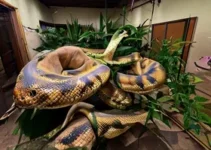 manuseio de cobras e outros animais