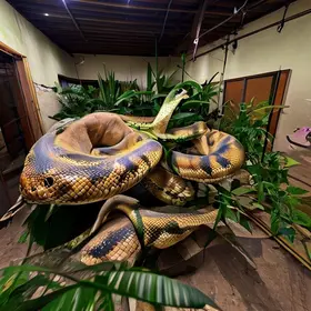 manuseio de cobras e outros animais