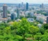 Prefeitura de SP planta árvores