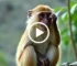 macaco-prego