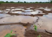 denúncias de contaminação de solo e água